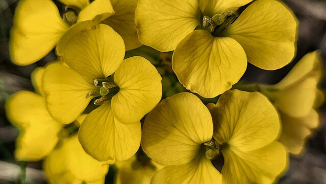 Erysimum odoratum ehrh smelly wallflower