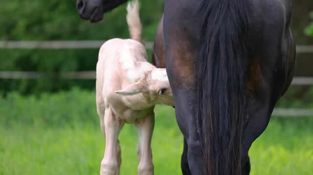 Young palomino Barb foal walking curiously across pasture while accompanied by attentive adult mares