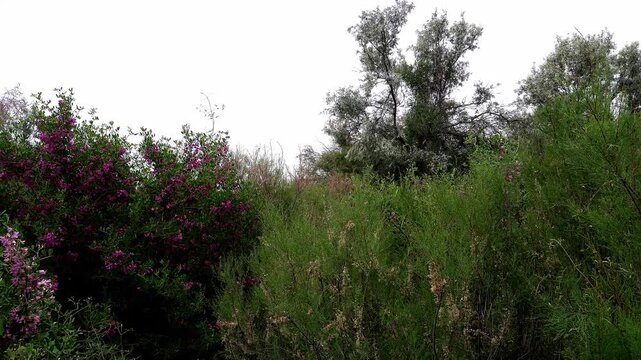 Sandy path winding through a dense tugai forest in the Syr Darya basin