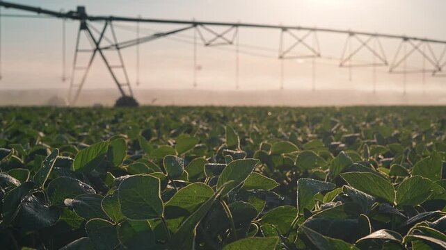 Soybean field grows under irrigation pivot spraying water. Agriculture crop with irrigation system. Soybean plants in farm field. Pivot sprays water at sunset. Irrigation waters soybean crop.
