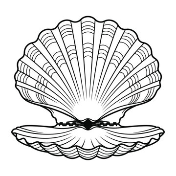 Elegant black and white illustration of an open scallop shell with pearl on transparent background vector.