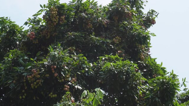 Tropical Lychee Tree with Dense Green Foliage
