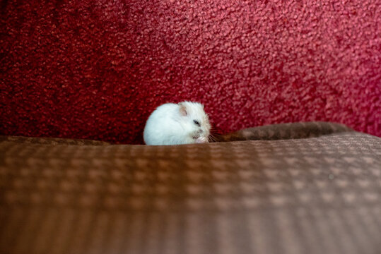 Adorable White Dwarf Hamster Grooming Itself on a Soft Brown Fabric Against a Red Textured Background