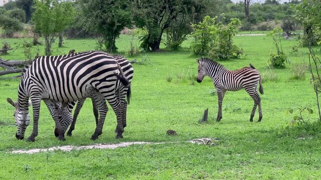 Crawshay's zebras (Equus quagga crawshayi) in South Luangwa National Park, Zambia.