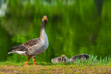 Obraz premium Graugansfamilie
