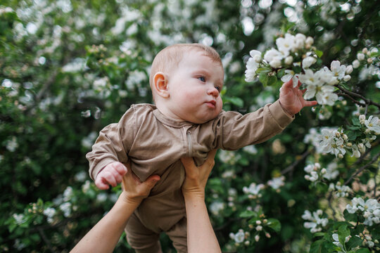 A baby intently observing and touching a cluster of apple blossoms in a spring garden