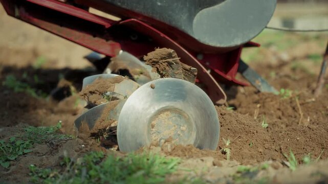 Rotating cultivator blades digging soil in garden