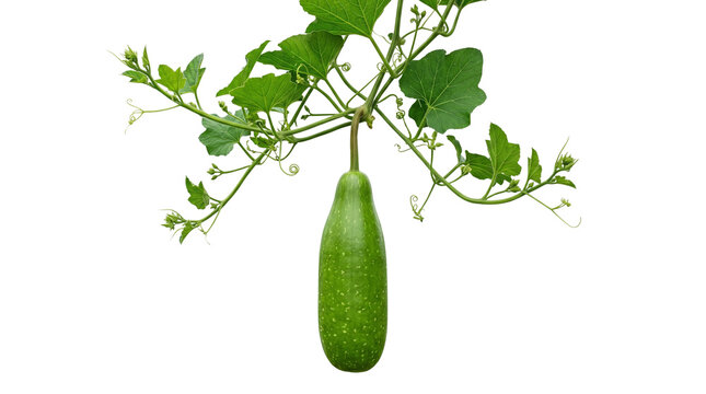 Fresh green winter melon hanging from vine, organic wax gourd with lush leaves, raw ash gourd vegetable for healthy cooking and culinary concepts isolated PNG with Transparent Background