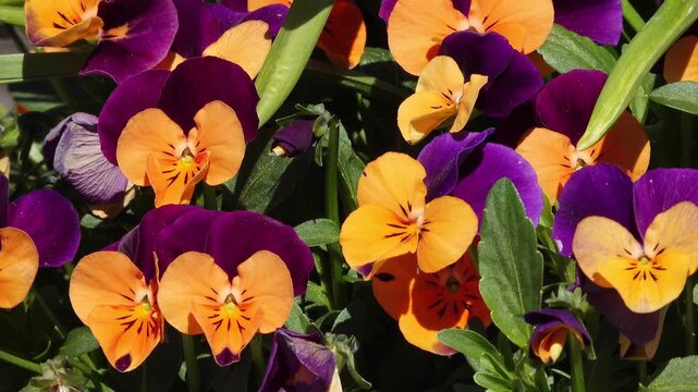 Blooming horned violets in spring