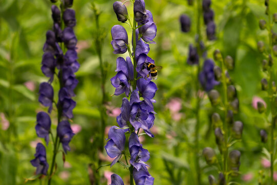 Close-up of bumblebee visiting aconite (Aconitum napellus) flowers, vibrant violet blooms with soft green natural background.