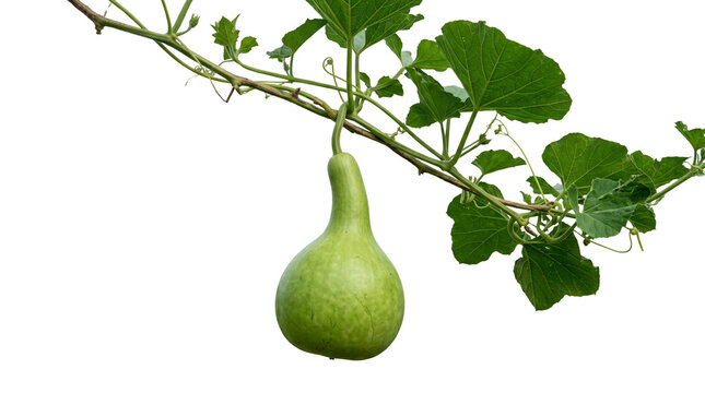 Fresh green bottle gourd hanging on vine, organic calabash vegetable with lush leaves, raw long melon in garden, healthy agricultural produce isolated PNG with Transparent Background