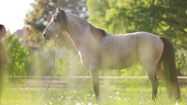 Young woman working at liberty with dun Barb stallion in natural horse training session