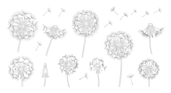 Detailed black and white sketches of dandelion clocks with seeds blowing in the wind across a clean white canvas.