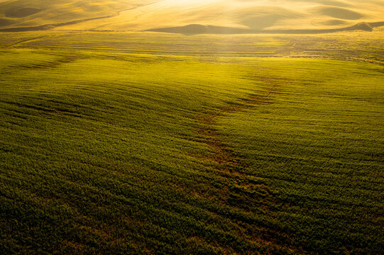 Golden light illuminates vast green rolling fields, creating a serene agricultural landscape for tourism and copy space in Orcia valley, Pienza, Tuscany, Italy.