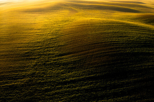 Golden rolling agricultural fields bathed in sunrise light, casting shadows across the vast outdoor landscape, a tourism destination in Orcia valley, Pienza, Tuscany, Italy.