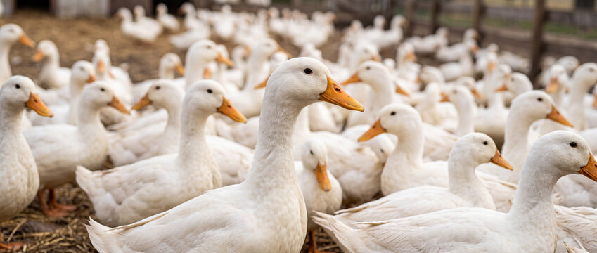 Group of white ducks gathered on a farm during the day in a rural area