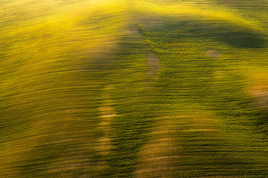 Aerial landscape of undulating green and yellow agricultural fields forming natural patterns, showcasing rural tourism and nature in Orcia valley, Pienza, Tuscany, Italy.