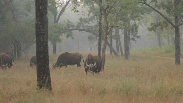 Indian gaur grazing during safari in Satpura National Park Madhya Pradesh India