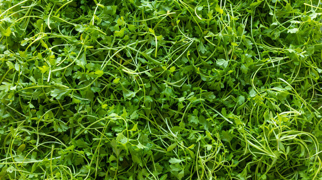 Freshly harvested garden-grown cress (Lepidium sativum) as background. 