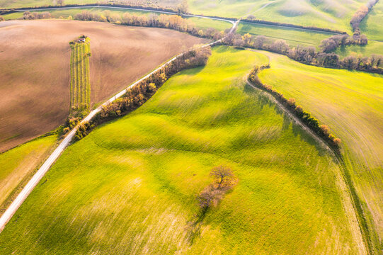 Aerial view of vibrant green and brown agricultural fields with winding dirt roads and scattered trees, showcasing the scenic rolling hills of Orcia valley, Pienza, Tuscany, Italy.