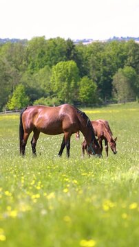 Warmblood broodmares with foals grazing and moving across summer pasture