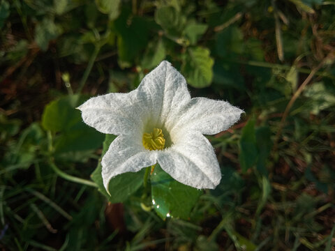 Withe Ivy Gourd Flower ( Coccinia Grandis ) Blooming in the Wild. Macro Shot of Star -Shaped White Flower with Yellow Center. Wild White Flower of Coccinia Grandis on Green Foliage Background.