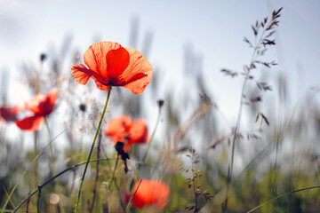 Fototapeta premium poppies. delicate petals of red poppies in the sun. background with poppy flowers. Beautiful red poppy wild flower and buds in the field. beauty in nature. close-up. spring season, summer time