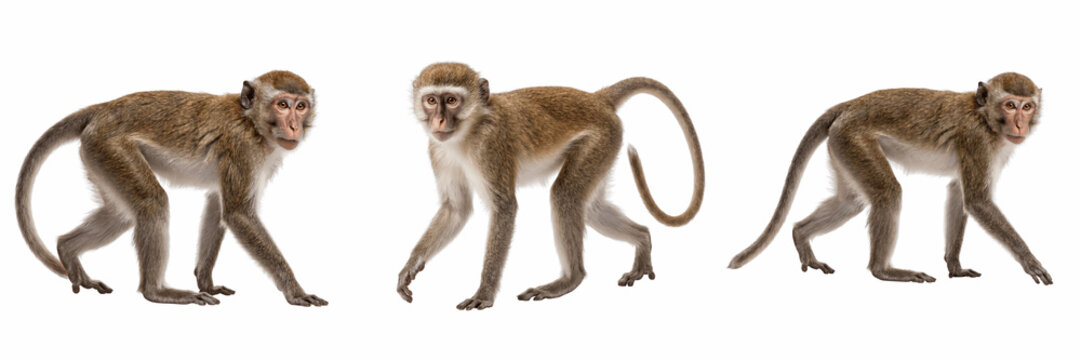 Monkeys walking isolated on transparent background.PNG