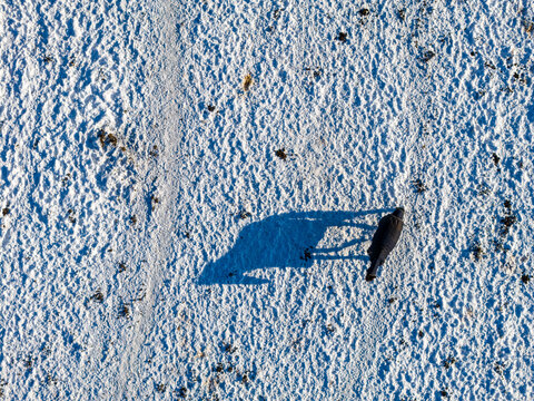 Aerial view of a horse walking across a snow-covered field with a long shadow and textured footprints in Lithuania.