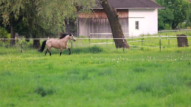 Dun Barb stallion galloping freely across pasture with speed and elegance