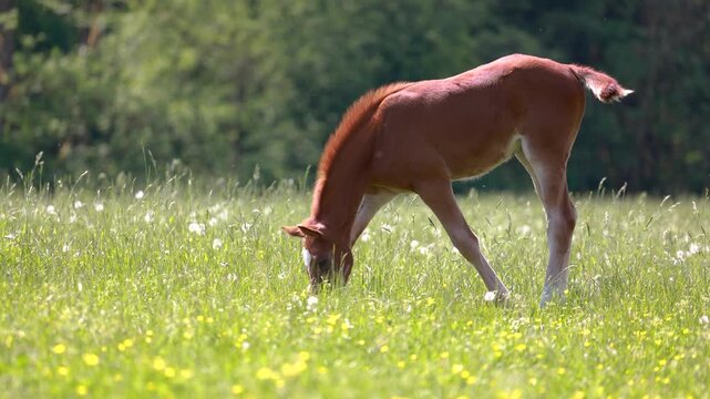 Chestnut warmblood foal grazing peacefully on summer pasture