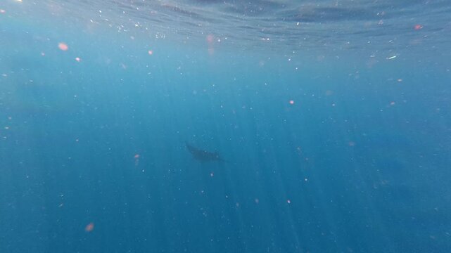 Sea turtle swimming over a beautiful coral reef in the tropical blue ocean,gracefully through crystal clear turquoise water