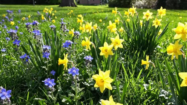 Springtime Floral Display: Vibrant Daffodils and Blue Wildflowers Blooming in a Sunny Meadow
