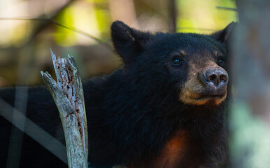 An anxious American black bear cub looking around and smelling the air in the Great Smoky Mountains in Tennessee © Darren Koobs