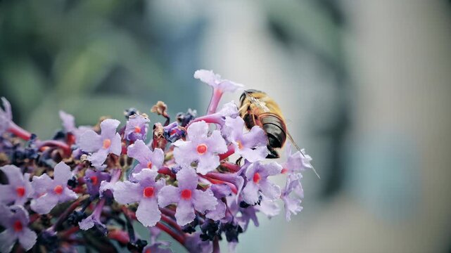 Bumble bee collecting nectar on a Buddleia plant stock footage