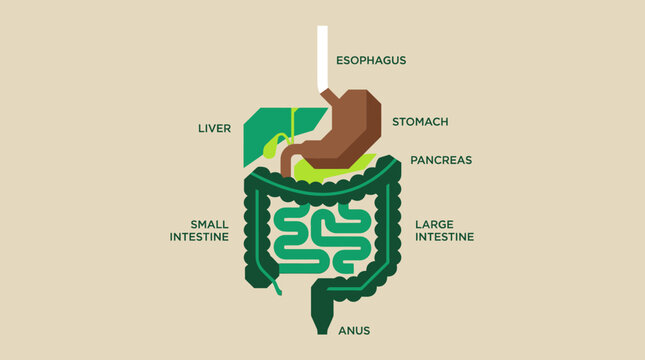 Detailed Human Digestive System Medical Illustration.