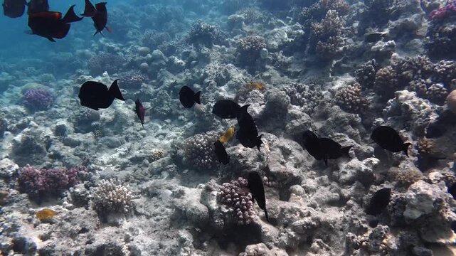 School of black fish swims through coral reef. Sunlight filters through clear blue water. Fish dart around colorful, textured corals. Underwater scene feels calm and vibrant. Ideal for marine life