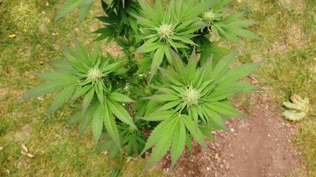 The top of a cannabis marijuana plant during flowering. The white pistils and stigma indicating that this is early in the flowering process and likely weeks away from harvest.