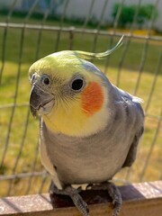 parrot in cage © Naqi