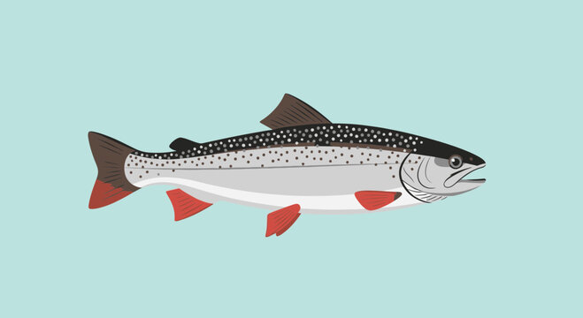 Flat Vector Illustration of a Brook Trout Fish