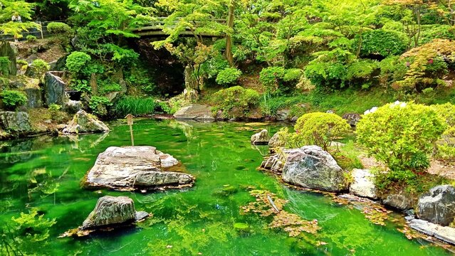新緑の春に輝く池と岩の風景背景