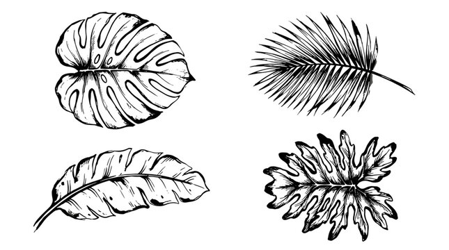 Collection of four detailed botanical leaves with diverse shapes and textures