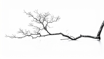 Obraz premium Bare twisted tree silhouette