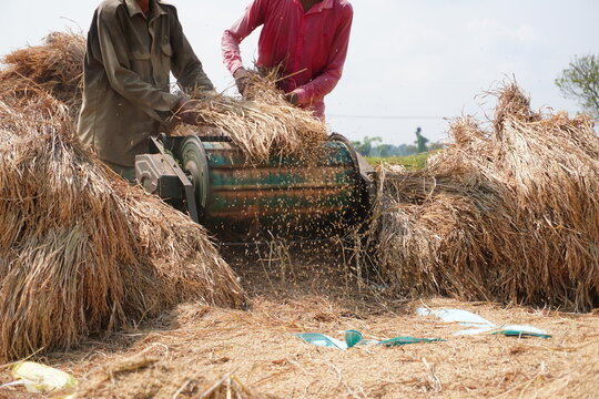 Farmers Processing Harvested Straw with Traditional Threshing Machine