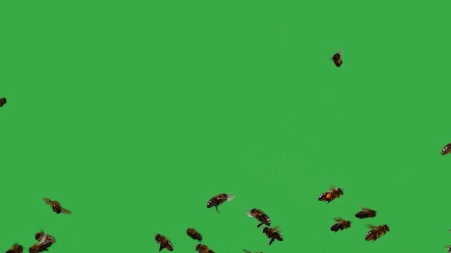 Swarm of honey bees flying on green screen background, Live sound. of birds singing can be heard