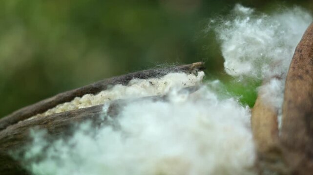 Extreme Macro of Raw Kapok Fiber Pods with Soft White Organic Texture. Natural Silk Cotton Fiber Bursting from Seed Pods for Sustainable Textile Use.