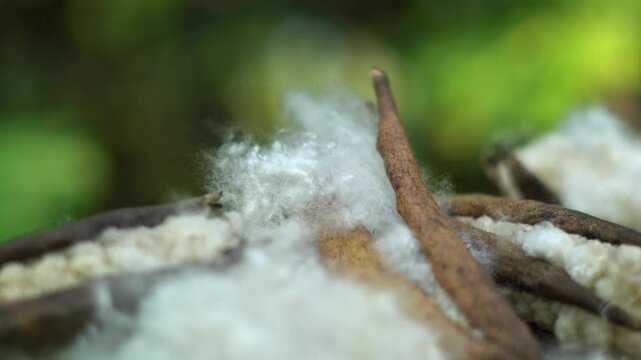 Macro Shot of Raw Kapok Fiber Pods with Soft White Organic Texture. Natural Silk Cotton Fiber Close-up for Sustainable Textile Background.