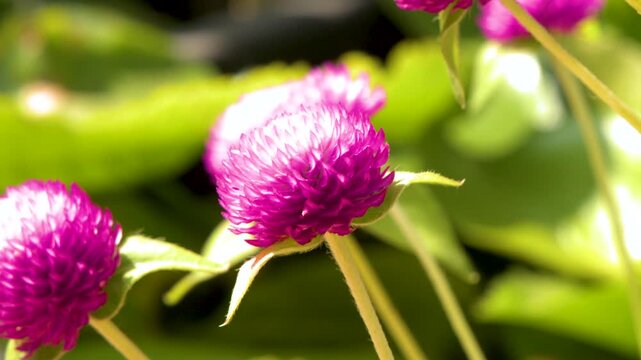 Pink Globe Amaranth Flowers Blooming in Bright Tropical Sunlight