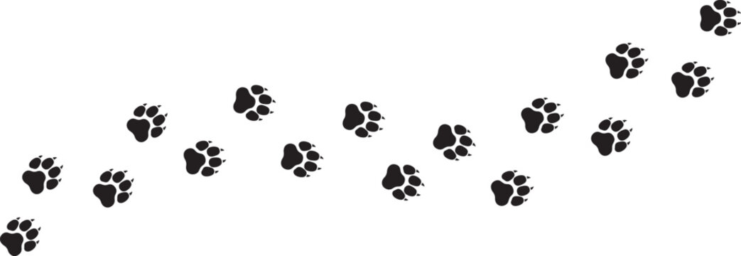 tiger footprint traces, track, tracking. Set of black animal paw prints isolated on white background