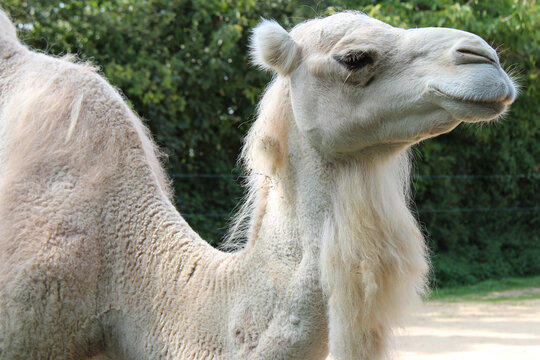 dromedary in a zoo in france 
